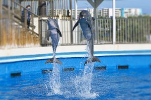 dolphin-show-gulfarium