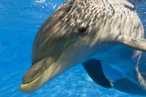 gulfarium-dolphins