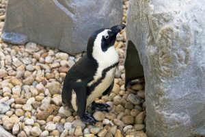 gulfarium-okaloosa-island-penguins