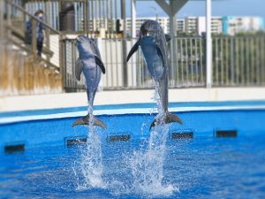 okaloosa-island-things-to-do
